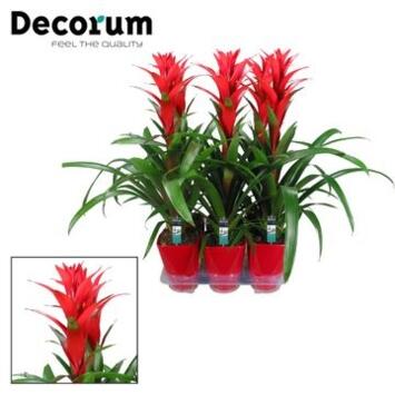 image GUZMANIA OSTARA ROUGE CERAM