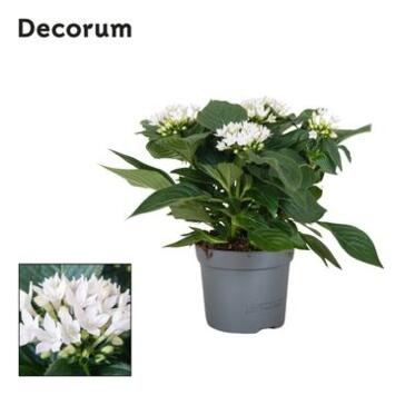 image PENTAS STARCLUSTER BLANC