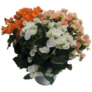 image BEGONIA RIEGGER