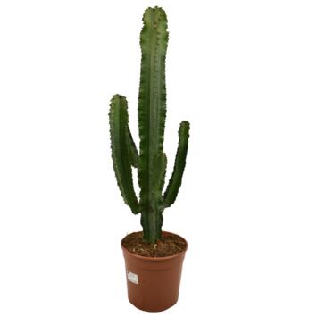 image EUPHORBIA ERITREA