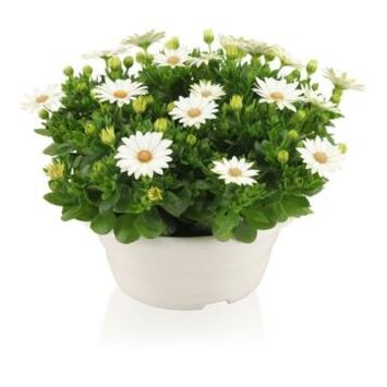 image OSTEOSPERMUM BLANC COUPE