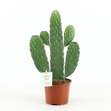 image CACTUS OPUNTIA RUBESCENS