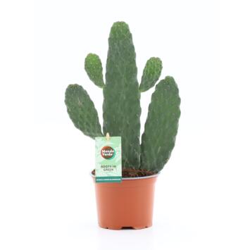 image CACTUS OPUNTIA RUBESCENS