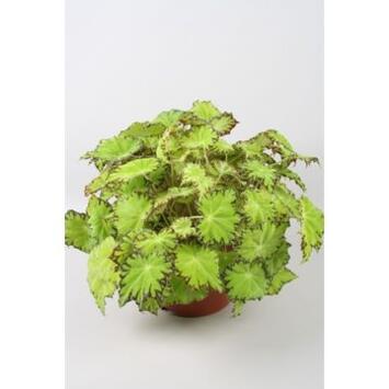 image BEGONIA BELEAF LIMA LOVE