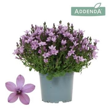 image CAMPANULE AMBELLA ROSE