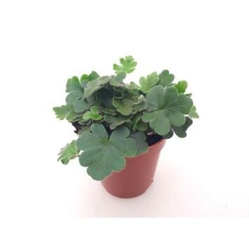 image DORYOPTERIS CORDATA