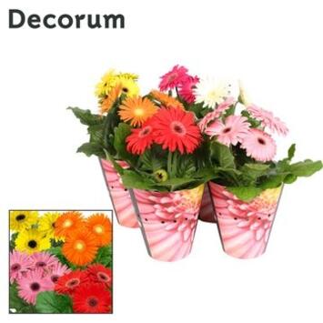 image GERBERA VARIE