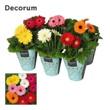 image GERBERA VARIE