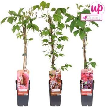 image PARTHENOCISSUS VARIE