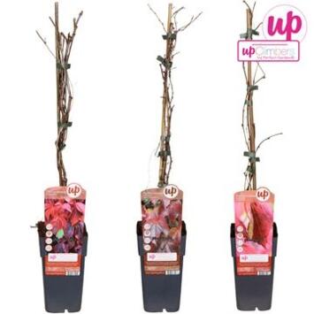 image PARTHENOCISSUS VARIE