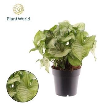 image SYNGONIUM WHITE BUTTERFLY