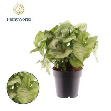 image SYNGONIUM WHITE BUTTERFLY