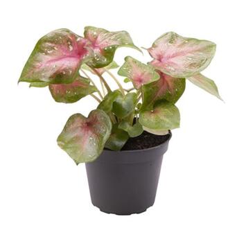 image CALADIUM CASEY