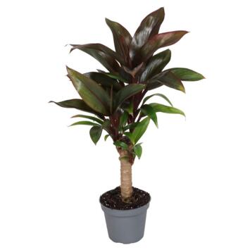 image CORDYLINE FRUTICOSA TIGE