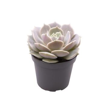 image ECHEVERIA LOLA