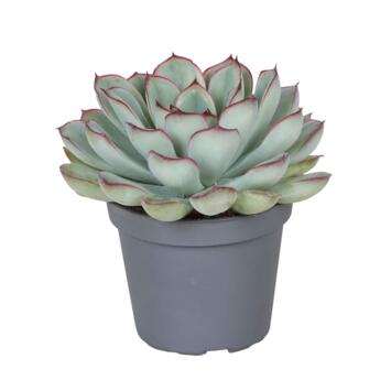 image ECHEVERIA