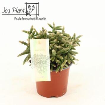 image RHIPSALIS BACCIFERA