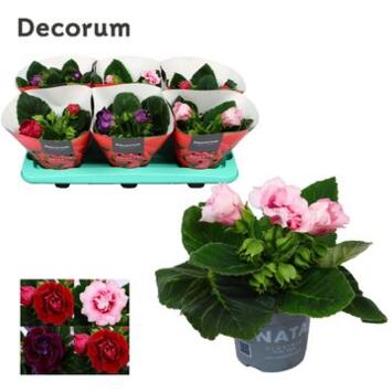image GLOXINIA SONATA