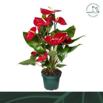 image ANTHURIUM ANDREANUM NEVADA ROUGE