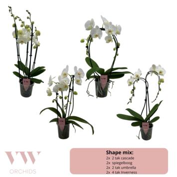 image PHALAENOPSIS 2BR BLANC FORME VARIEE