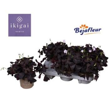 image OXALIS TRIANGULARIS