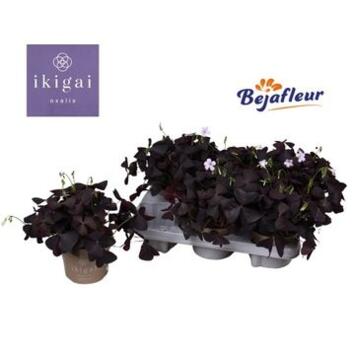 image OXALIS TRIANGULARIS