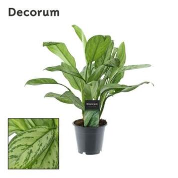 image AGLAONEMA MARIA CHRISTINA