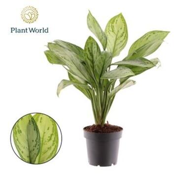 image AGLAONEMA MARIA CHRISTINA