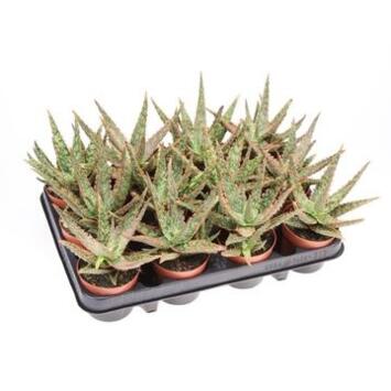 image ALOE VITRO