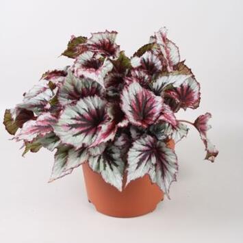 image BEGONIA BELEAF EVENING GLOW