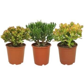 image CRASSULA VARIE