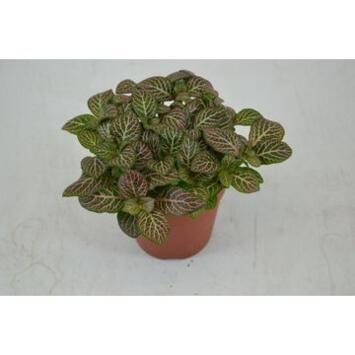 image FITTONIA MISTRAL