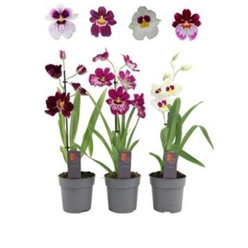 image MILTONIA 1BR VARIE