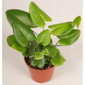 image HEMIONITIS ARIFOLIA