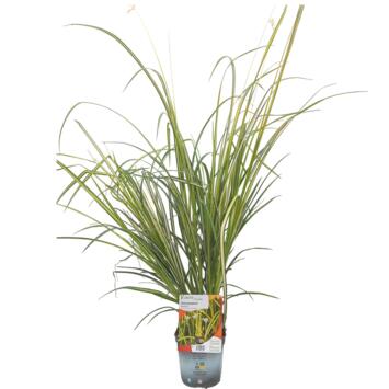 image ANTHERICUM SAUNDERISIAE