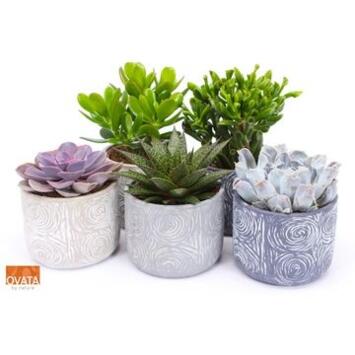 image SUCCULENTE VARIEE CERAM