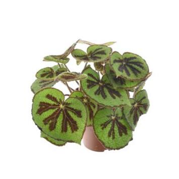 image BEGONIA MASONIANA MOUNTAIN