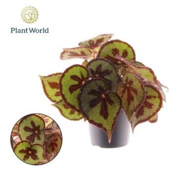 image BEGONIA MASONIANA MOUNTAIN