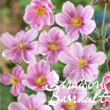 image ANEMONE HYB LORELEY
