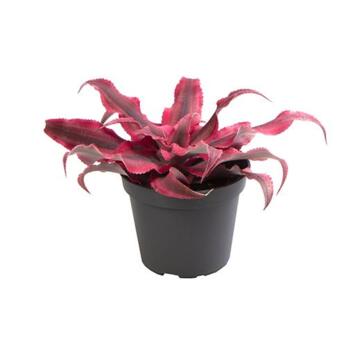 image CRYPTANTHUS BIVITTATUS PINK STAR
