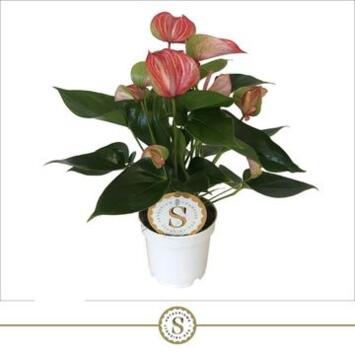 image ANTHURIUM ANDREANUM LIVIUM