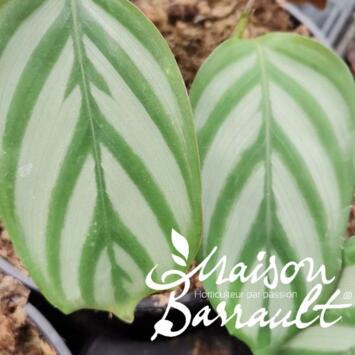 image CALATHEA OPPENHEIMIANA