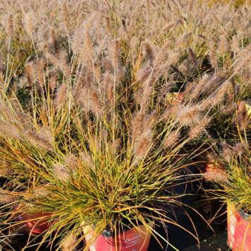 image PENNISETUM ALOPECUROIDES LITTLE BUNNY