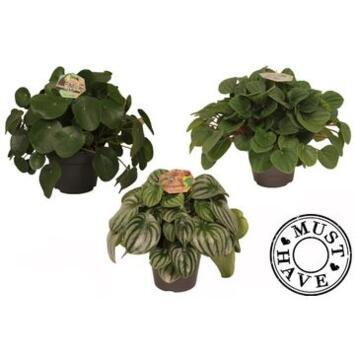 image PEPEROMIA VARIE