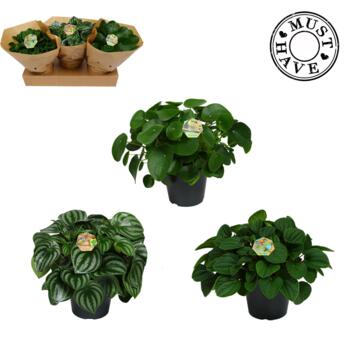 image PEPEROMIA VARIE