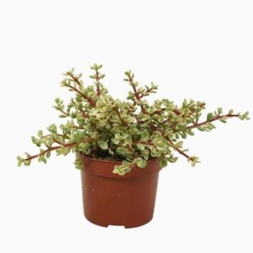 image PORTULACARIA AFRA