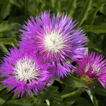 image CENTAUREA DEALBALTA