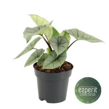 image ALOCASIA PLATINUM