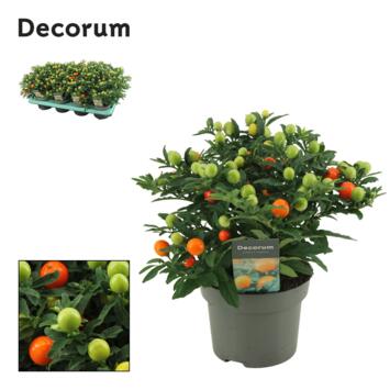 image SOLANUM DECORUM