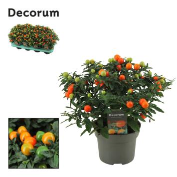 image SOLANUM DECORUM